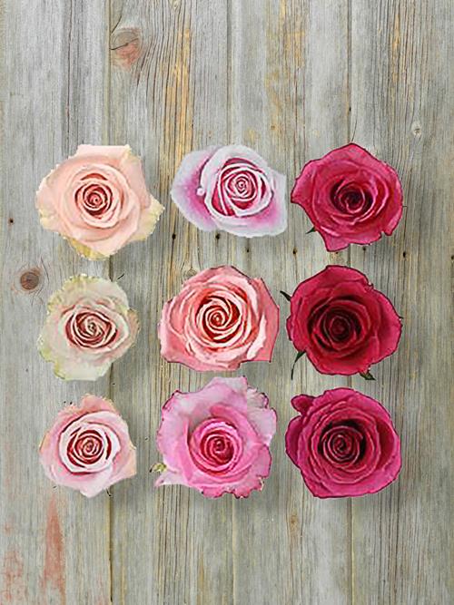  ASSORTED PINK ROSES